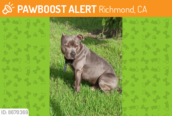 Rehomed Male Dog last seen Near the train tracks on the 500 block of West Ohio Avenue in Richmond, CA, Richmond, CA 94804
