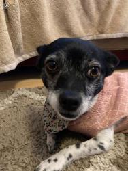 Lost Female Dog last seen Brentwood pl., Temecula, CA 92592