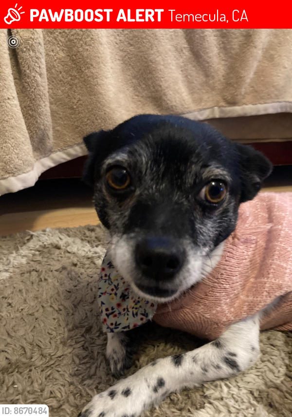 Lost Female Dog last seen Brentwood pl., Temecula, CA 92592