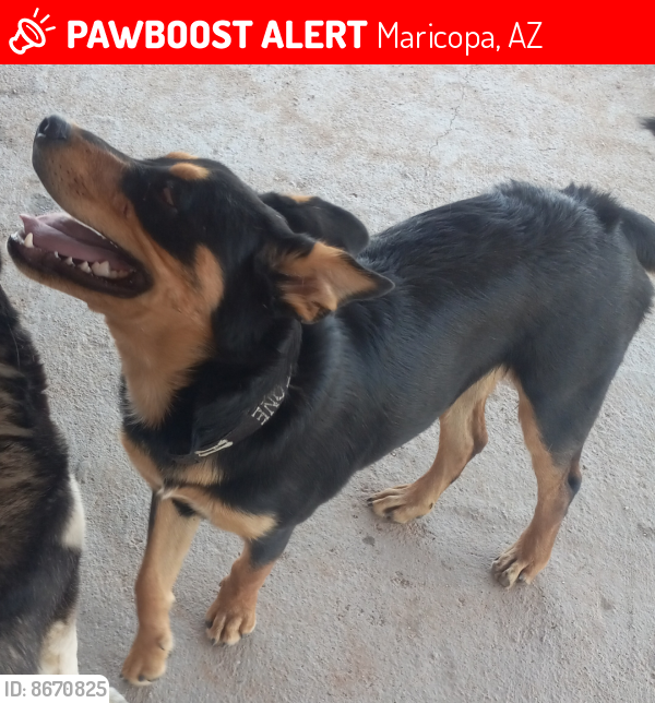 Lost Male Dog last seen Century and Amarillo, Maricopa, AZ 85139