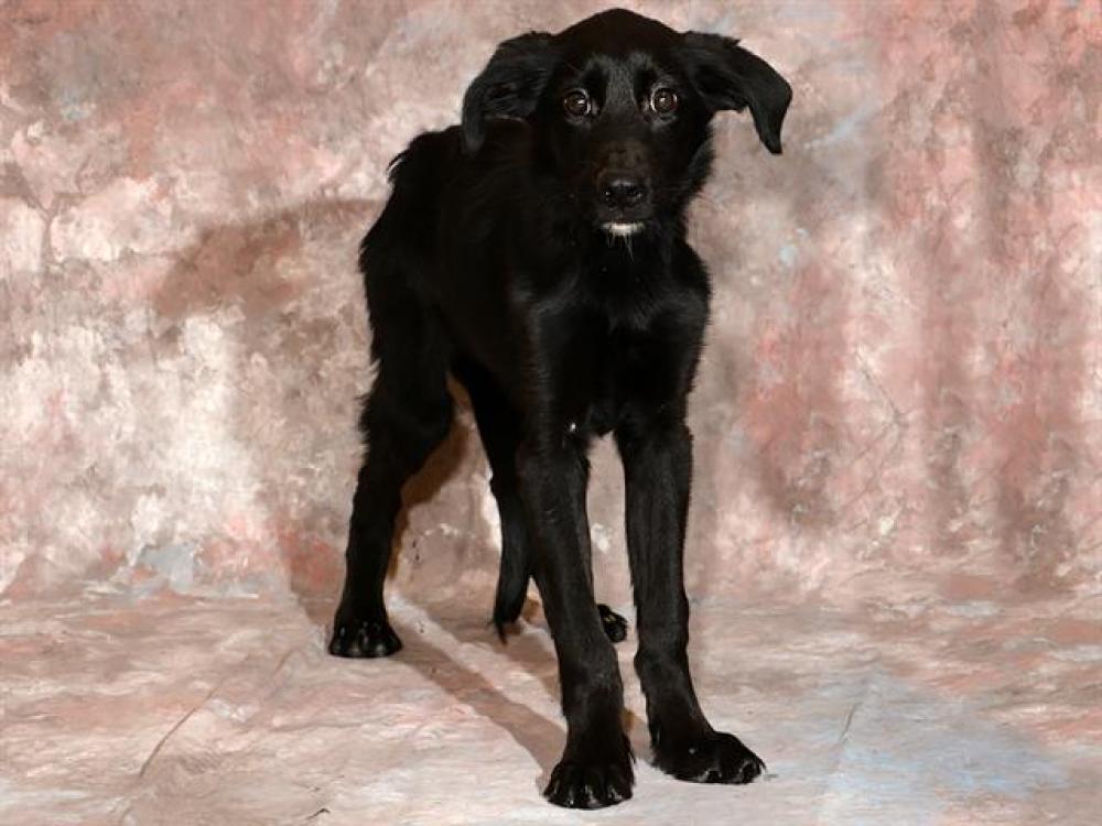 Shelter Stray Male Dog last seen Near BLOCK S KEYS ST, WEST VALLEY CITY UT 84119, West Valley City, UT 84120
