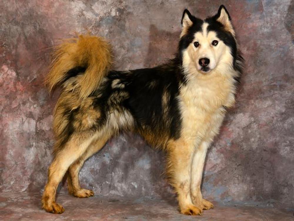 Shelter Stray Male Dog last seen Near BLOCK S KEYS ST, WEST VALLEY CITY UT 84119, West Valley City, UT 84120