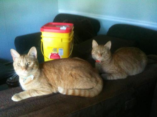 Lost Male Cat last seen Ivy hill Rd , Levittown, PA 19057