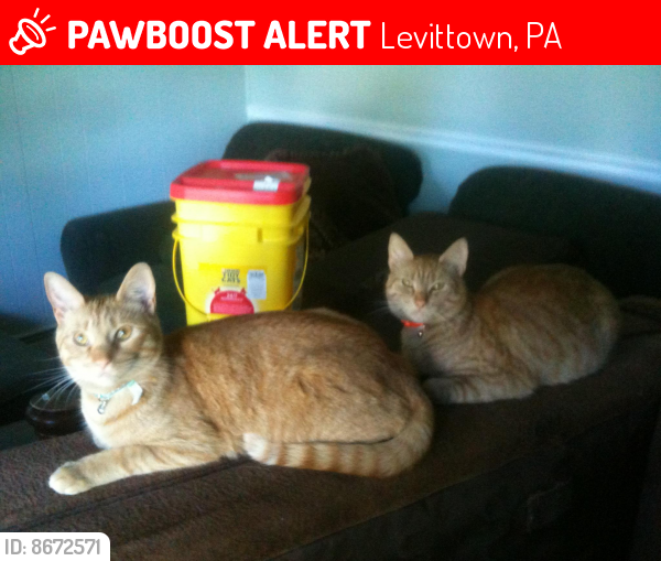 Lost Male Cat last seen Ivy Hill Rd / Inland Rd , Levittown, PA 19057
