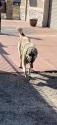 Reunited Male Dog last seen Six and chester, Bakersfield, CA 93301