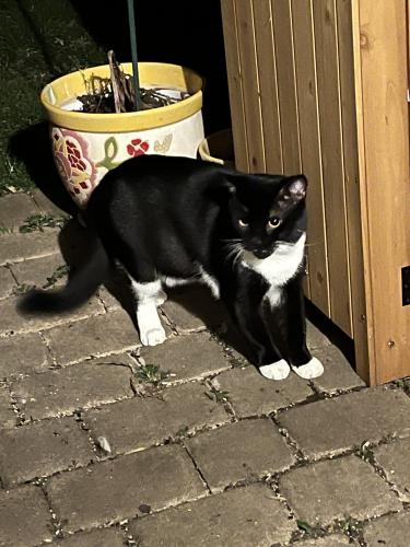Found/Stray Unknown Cat last seen Beresford Drive/Dabner, South Riding, Loudoun County, VA 20152