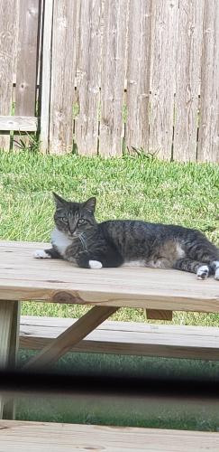Lost Female Cat last seen Macquarie Drive and Tahoka Springs, Bear Creek Meadows, TX 77449
