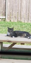Lost Female Cat last seen Macquarie Drive and Tahoka Springs, Bear Creek Meadows, TX 77449