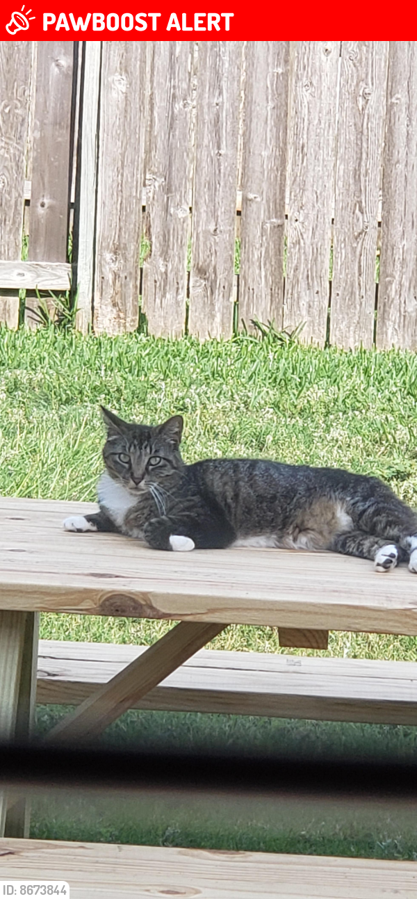 Lost Female Cat last seen Macquarie Drive and Tahoka Springs, Bear Creek Meadows, TX 77449