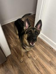Reunited Female Dog last seen Near 13th Ave S, St. Petersburg, FL 33701, USA, St. Petersburg, FL 33701