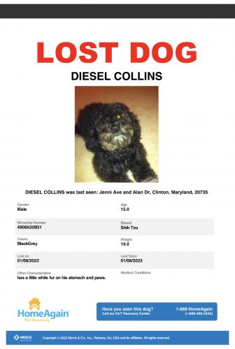 Lost Male Dog last seen Sellner Lane & Jenni Ave, Clinton, MD 20735