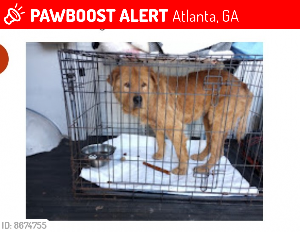Lost Female Dog last seen Cameron Court, NE and Briarcliff Road, Atlanta, GA 30306