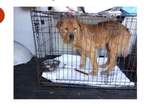 Lost Female Dog last seen Cameron Court, NE and Briarcliff Road, Atlanta, GA 30306
