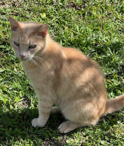 Lost Female Cat last seen NE 152nd St. and NE 5th Ave., North Miami Beach, FL 33162