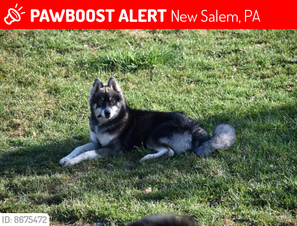 Lost Male Dog last seen Scott rd new salem, pa, New Salem, PA 15474
