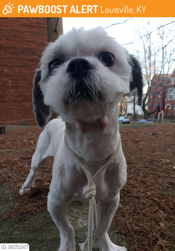 Found/Stray Male Dog in Louisville, KY 40203 (ID 8675567) PawBoost
