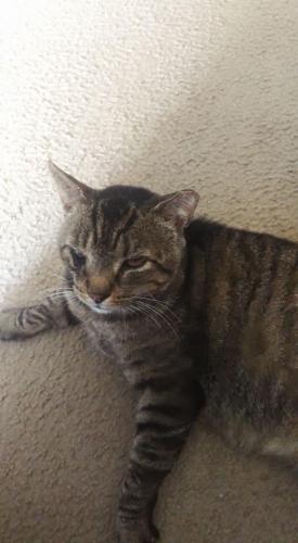 Lost Male Cat last seen Woodward street , Austin, TX 78704