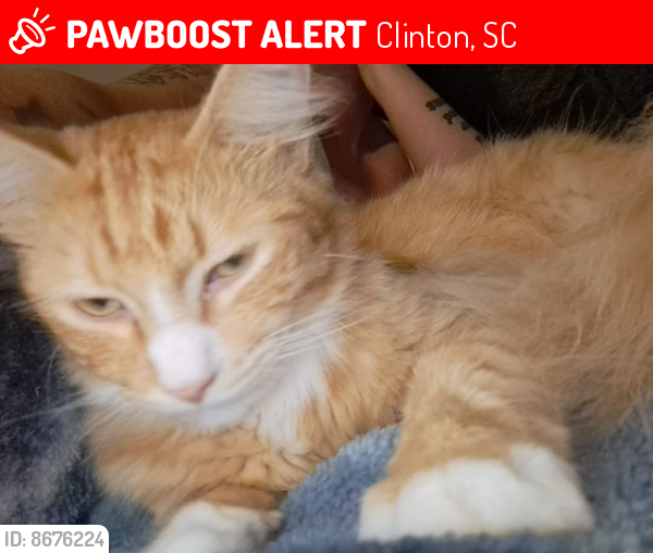 Lost Male Cat last seen Bar b villa rd clinton, Clinton, SC 29325