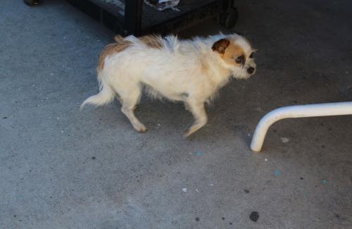 Lost Female Dog last seen Glenmere Rd & Vista way, Vista, CA 92084
