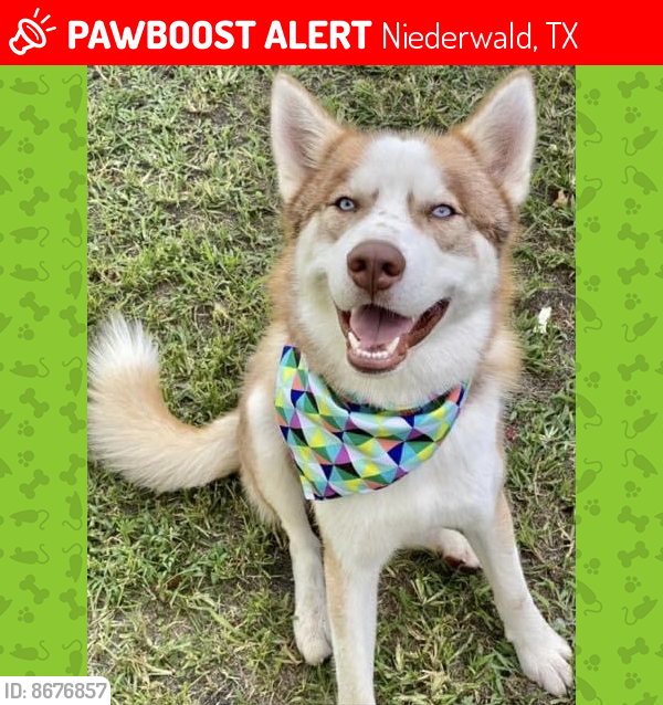 Lost Male Dog in Niederwald, TX 78640 Named Toffee (ID 8676857) PawBoost