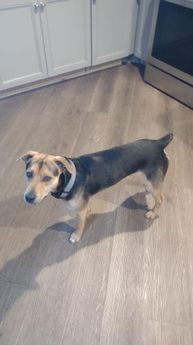 Lost Male Dog last seen Curry Hill Road, Lemont Furnace, PA 15456