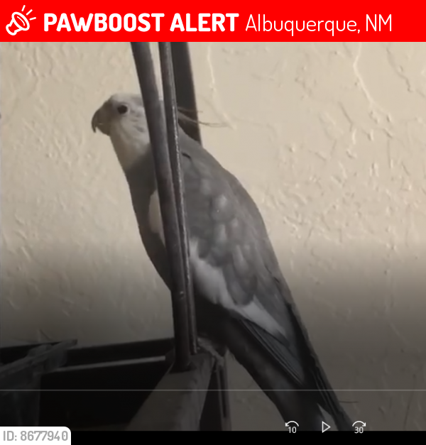 Lost Male Bird last seen Near Tyson Pl NE, Apt B, Albuquerque, NM 87107