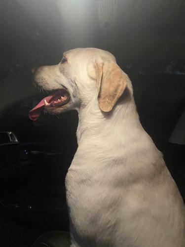 Found/Stray Female Dog last seen Westheimer road , Houston, TX 77080