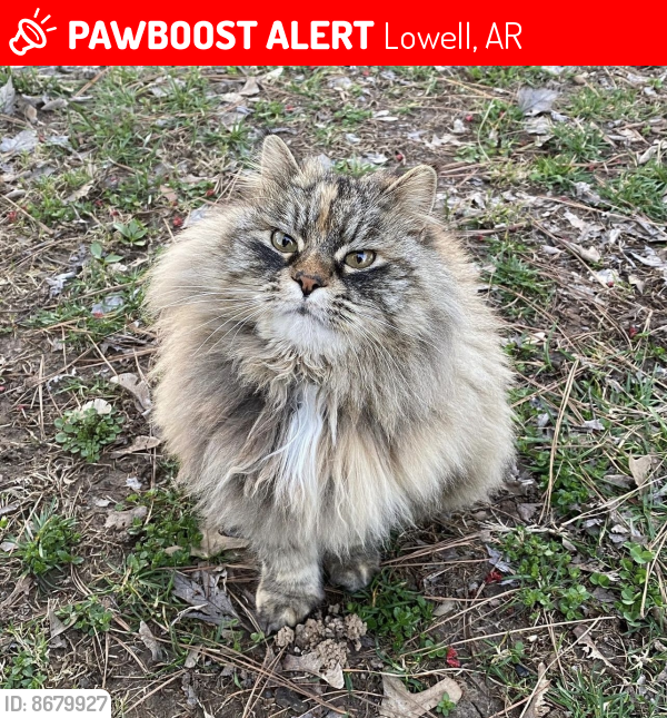 Lost Female Cat last seen Zion street in Lowell , Lowell, AR 72745