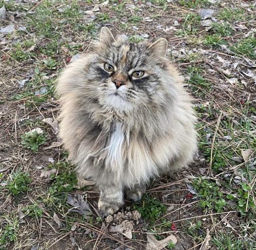 Lost Female Cat last seen Zion street in Lowell , Lowell, AR 72745