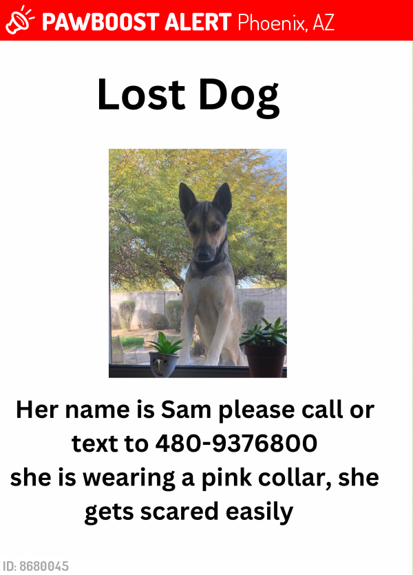 Lost Female Dog last seen Near ave & Broadway , Phoenix, AZ 85041