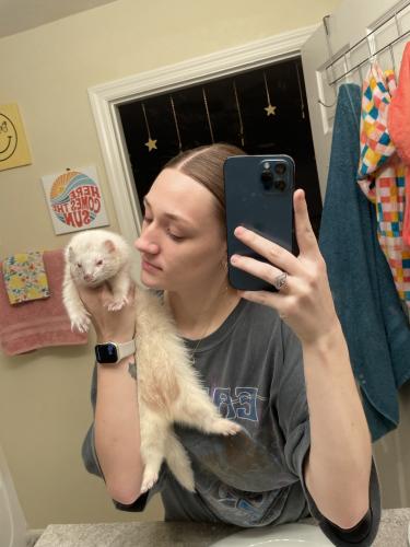 Lost Male Ferret last seen Near Eisenhower and Candlelight, Lehigh Acres, FL 33974
