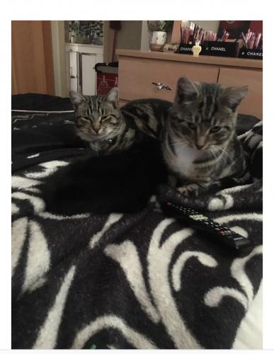 Lost Female Cat last seen Corner of Russell st and kemp st, Springvale, VIC 3171