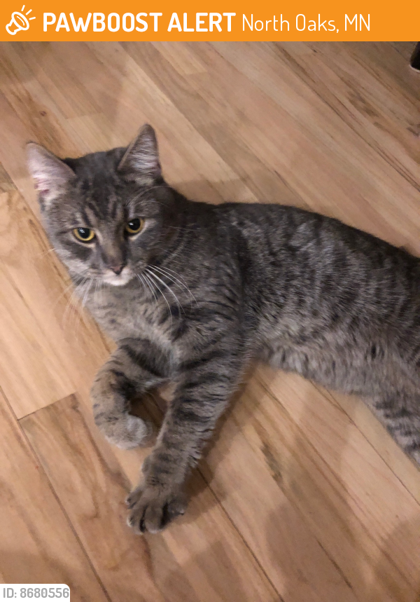 Rehomed Male Cat last seen Pheasant Ln and Eagle Ridge Rd in North Oaks, North Oaks, MN 55127