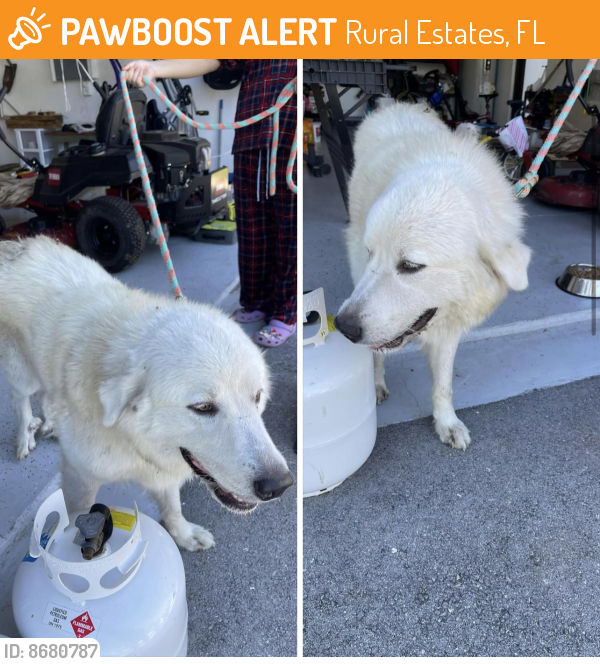 Found/Stray Unknown Dog last seen 8th ave NE and Everglades BLVd, Rural Estates, FL 34120