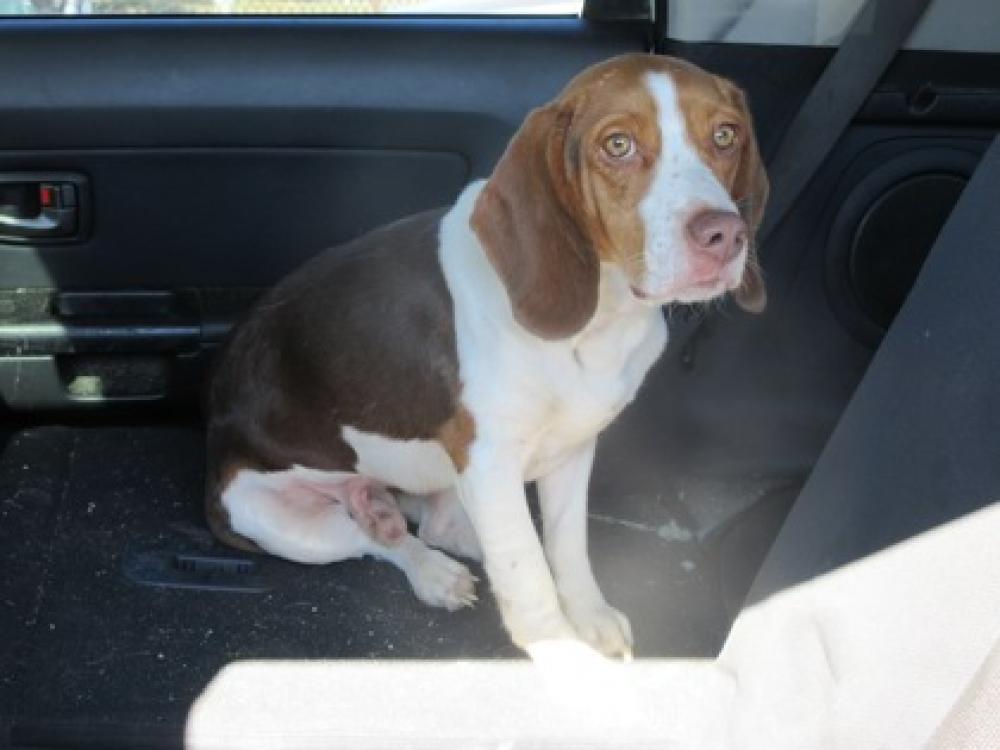 Shelter Stray Male Dog last seen Lecanto, FL 34461, Inverness, FL 34450
