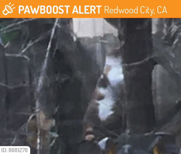 Surrendered Female Cat last seen Maddux Dr/ Washington Ave , Redwood City, CA 94061