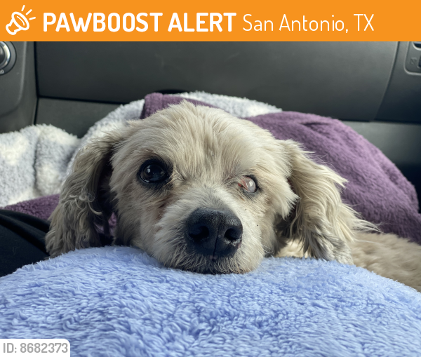 Found/Stray Male Dog in San Antonio, TX 78217 (ID 8682373) PawBoost