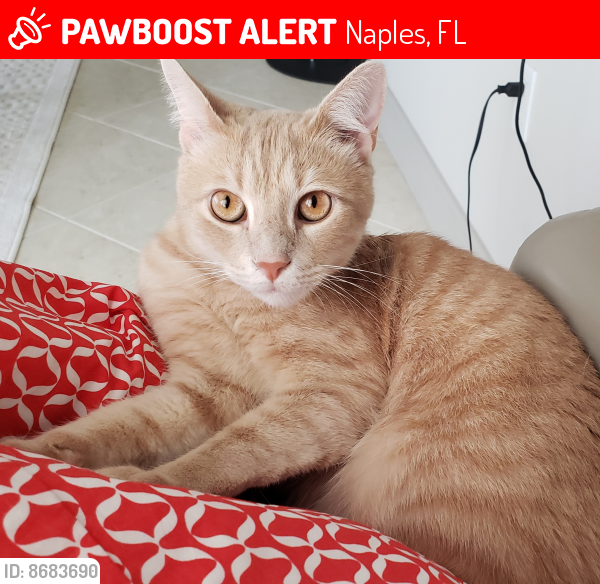 Lost Male Cat last seen Near avellino isles #6101, Naples, FL 34119