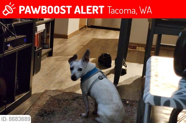 Lost Male Dog last seen 176th and Canyon by Mc Donalds, Tacoma, WA 98446