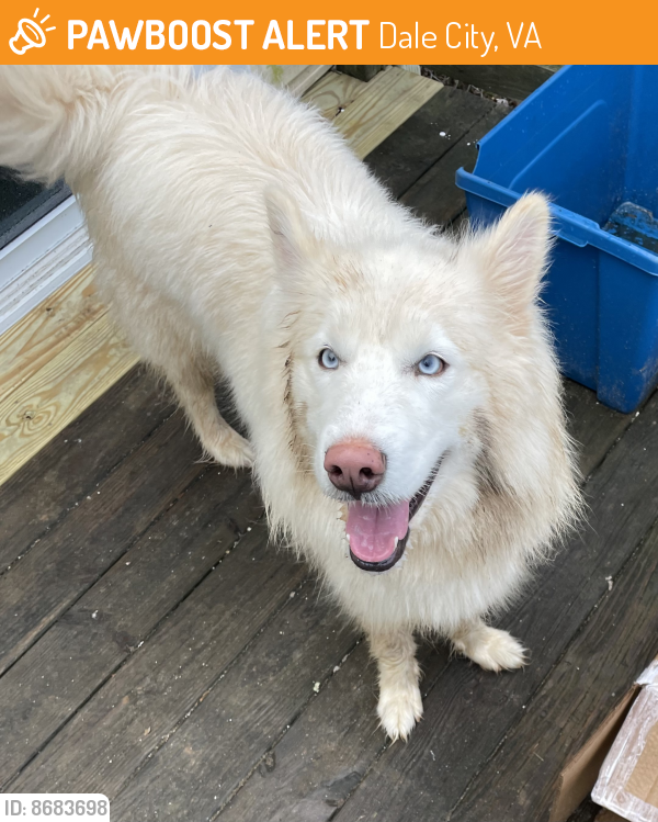 Found/Stray Female Dog last seen Mapledale Ave culdesac and Linendale, Dale City, VA 22193