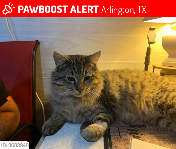 Lost Male Cat last seen Kelly Terrace and Forrestal in Arlington, Texas, Arlington, TX 76010