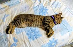 Lost Male Cat last seen La Mirada, La Mirada, CA 90638