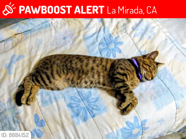 Lost Male Cat last seen La Mirada, La Mirada, CA 90638