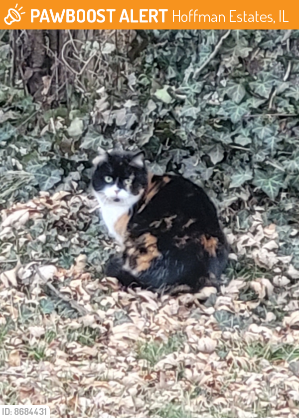 Found/Stray Unknown Cat last seen N Firestone Drive & Colony Lane , Hoffman Estates, IL 60192