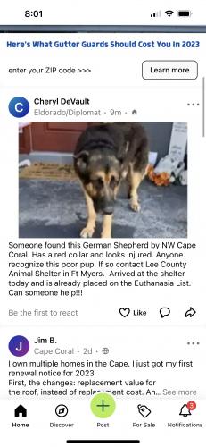 Found/Stray Unknown Dog last seen Lee county animal shelter Ft Myers, Fort Myers, FL 33912