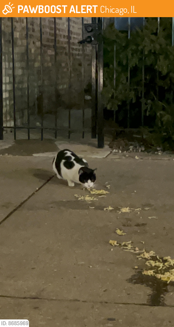 Found/Stray Unknown Cat last seen N Broadway St & W Ainslie St, Chicago, IL 60640