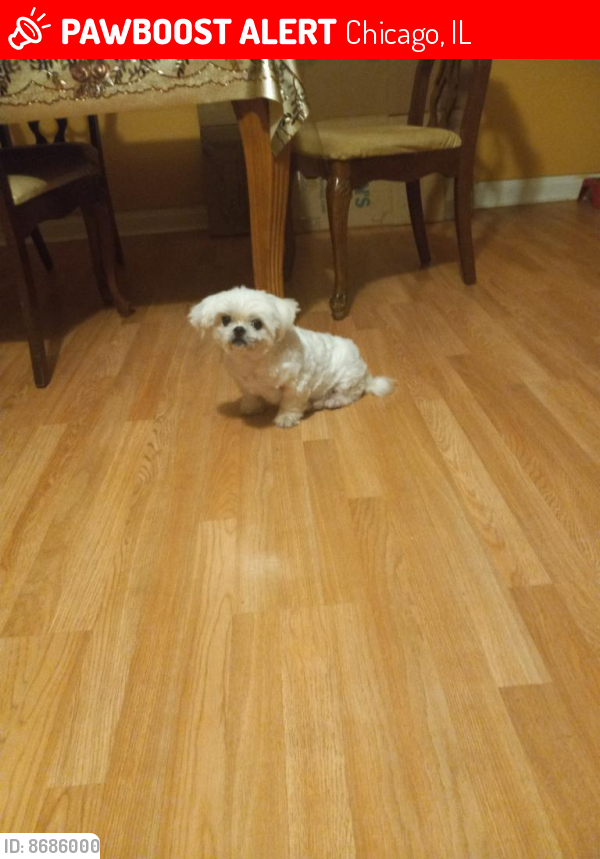 Lost Female Dog last seen Hoyne and Fargo ave , Chicago, IL 60645
