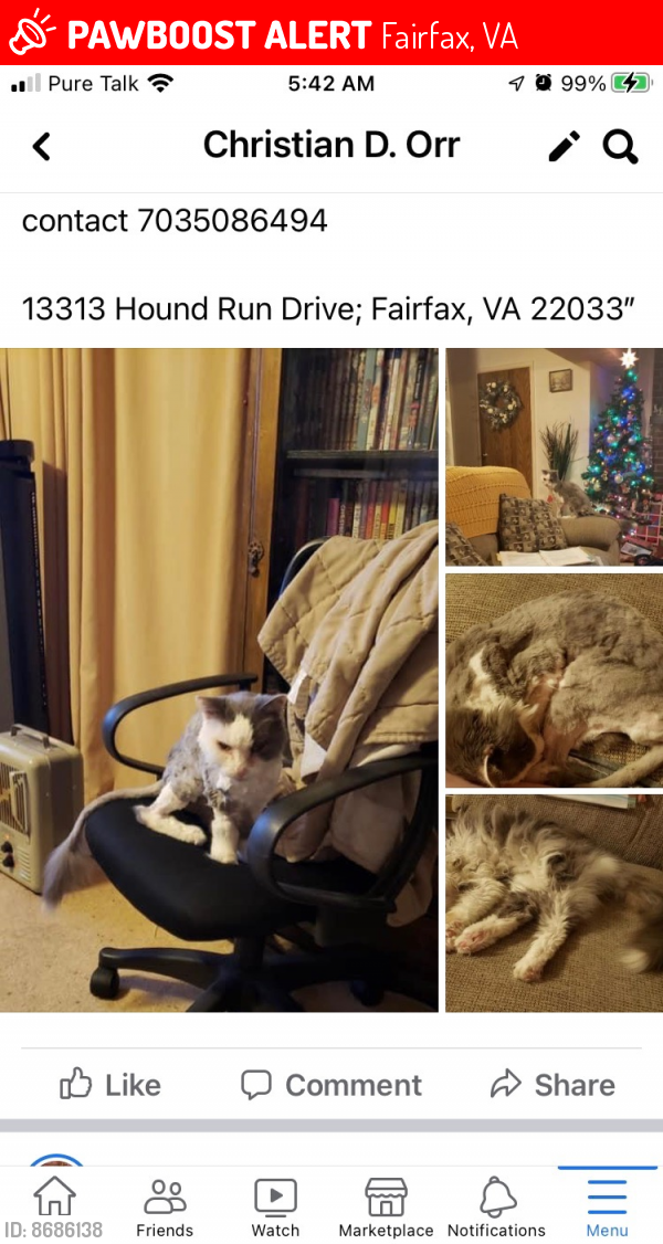 Lost Female Cat last seen Plum Run Dr., Fairfax, VA 22033