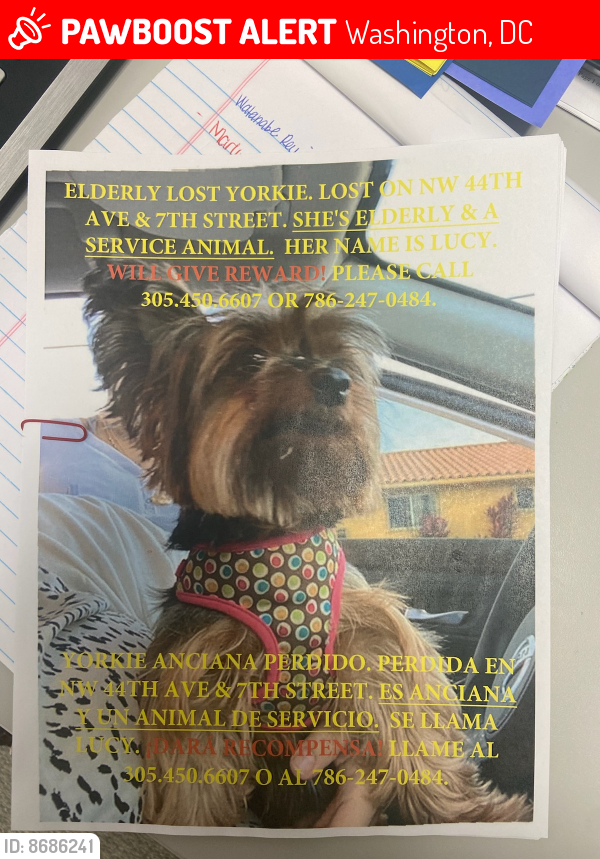 Lost Female Dog last seen Lejune y 7st NW, Washington, DC 20001