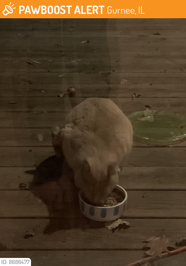 Found/Stray Unknown Cat last seen Kings Way North and Long Hill Road, Gurnee, IL 60031